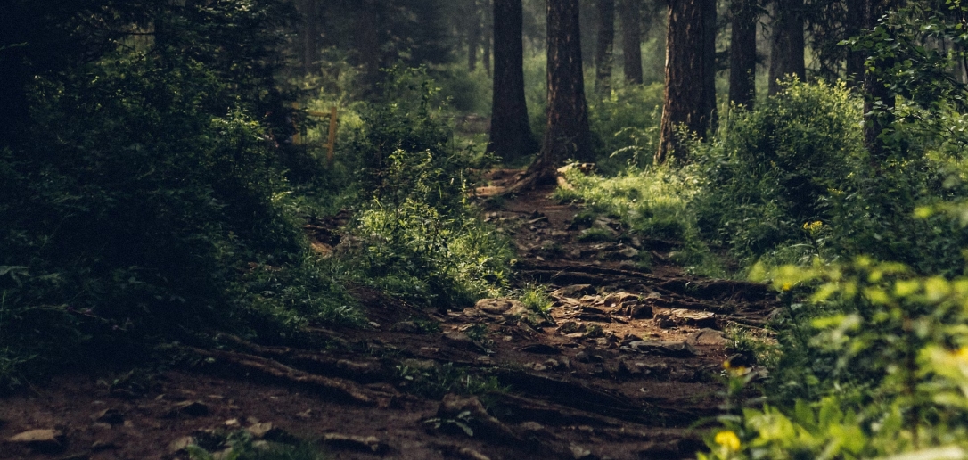 FSC - Wald mit Bäumen